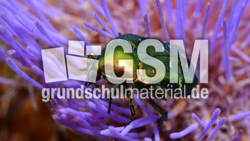 Goldglänzender Rosenkäfer (1).jpg